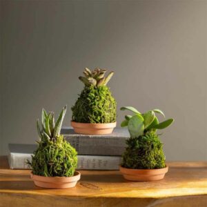 mini kokedama