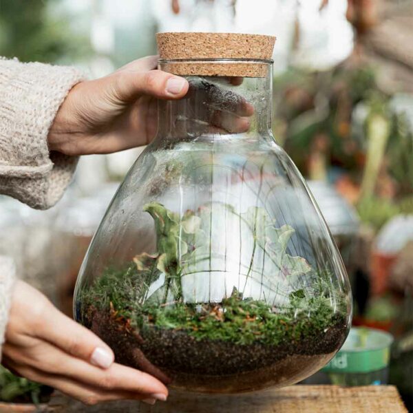 terrarium