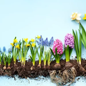 Petit Atelier -Jardin de bulbeuses - Samedi 25 Avril- 11h à 12h